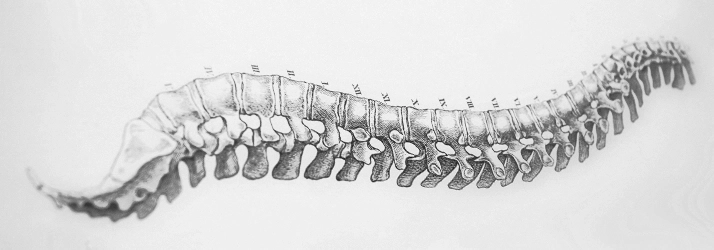 Chiropractic Atlanta GA Spine Drawing Chiropractic Atlanta GA Spine Drawing
